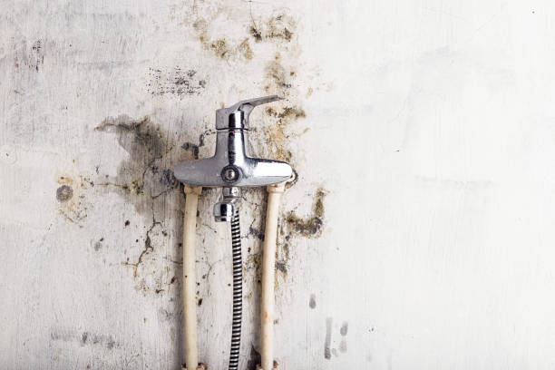 Best Certified Mold Removal  in Bigfork, MT