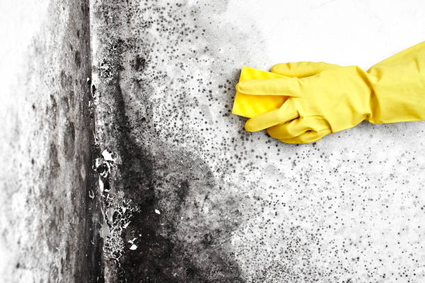 Best Mold Testing  in Bigfork, MT