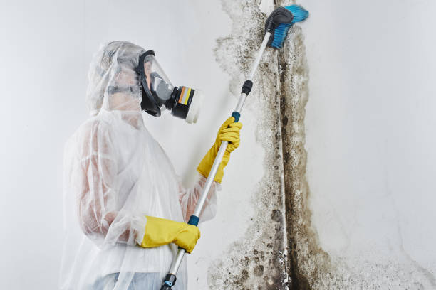 Best Professional Mold Removal  in Bigfork, MT