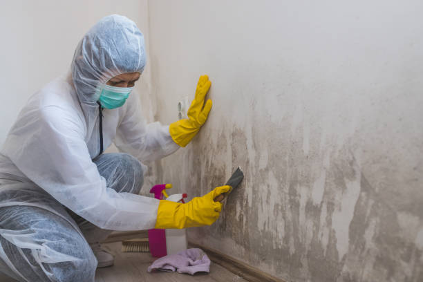 Professional Mold Removal in Bigfork, MT