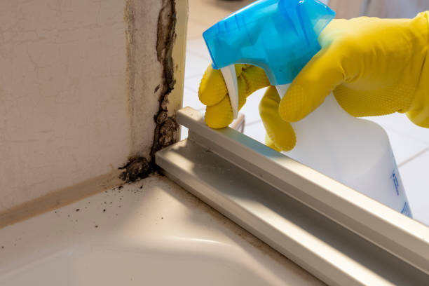 Best Mold Testing  in Bigfork, MT