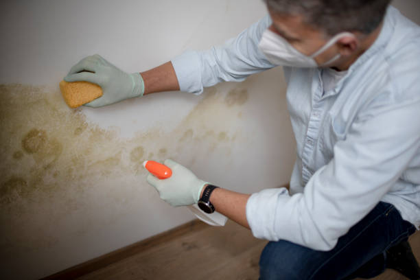 Attic Mold Removal in Bigfork, MT