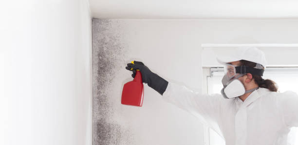 Best Mold Damage Repair  in Bigfork, MT