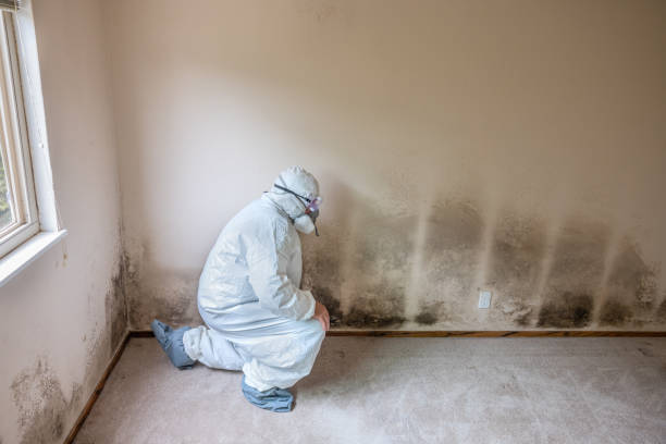 Best Mold Removal Company Near Me  in Bigfork, MT