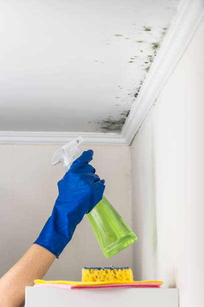 Best Water Damage Restoration  in Bigfork, MT