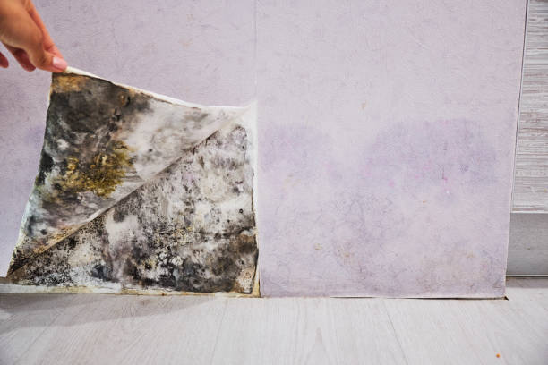Best Affordable Mold Removal  in Bigfork, MT